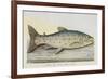 The Trout-E. Albin-Framed Giclee Print