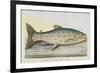 The Trout-E. Albin-Framed Giclee Print