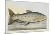 The Trout-E. Albin-Mounted Giclee Print