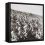The True Bulldog Rush of Our Troops at the Dardanelles-English Photographer-Framed Stretched Canvas