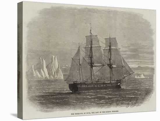 The Truelove, of Hull, the Last of the Sailing Whalers-null-Stretched Canvas