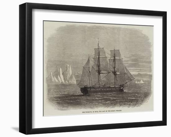 The Truelove, of Hull, the Last of the Sailing Whalers-null-Framed Giclee Print