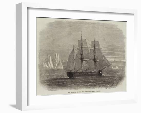 The Truelove, of Hull, the Last of the Sailing Whalers-null-Framed Giclee Print