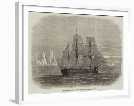 The Truelove, of Hull, the Last of the Sailing Whalers-null-Framed Giclee Print