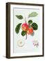 The Trumpington Apple, 1819-William Hooker-Framed Giclee Print