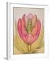 The Tulip Burst Open with a Pop, 1991-Wayne Anderson-Framed Giclee Print