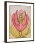 The Tulip Burst Open with a Pop, 1991-Wayne Anderson-Framed Giclee Print