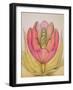 The Tulip Burst Open with a Pop, 1991-Wayne Anderson-Framed Giclee Print