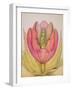 The Tulip Burst Open with a Pop, 1991-Wayne Anderson-Framed Giclee Print