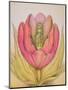 The Tulip Burst Open with a Pop, 1991-Wayne Anderson-Mounted Giclee Print