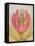 The Tulip Burst Open with a Pop, 1991-Wayne Anderson-Framed Stretched Canvas