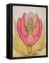 The Tulip Burst Open with a Pop, 1991-Wayne Anderson-Framed Stretched Canvas