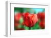 The Tulip-meunierd-Framed Photographic Print