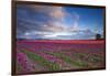 The Tulips Of The Skagit Valley Are In Full Bloom During An Amazing Spring Sunset-Jay Goodrich-Framed Photographic Print