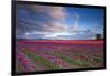 The Tulips Of The Skagit Valley Are In Full Bloom During An Amazing Spring Sunset-Jay Goodrich-Framed Photographic Print
