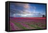 The Tulips Of The Skagit Valley Are In Full Bloom During An Amazing Spring Sunset-Jay Goodrich-Framed Stretched Canvas