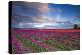 The Tulips Of The Skagit Valley Are In Full Bloom During An Amazing Spring Sunset-Jay Goodrich-Stretched Canvas