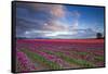 The Tulips Of The Skagit Valley Are In Full Bloom During An Amazing Spring Sunset-Jay Goodrich-Framed Stretched Canvas