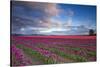 The Tulips Of The Skagit Valley Are In Full Bloom During An Amazing Spring Sunset-Jay Goodrich-Stretched Canvas