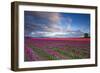 The Tulips Of The Skagit Valley Are In Full Bloom During An Amazing Spring Sunset-Jay Goodrich-Framed Photographic Print