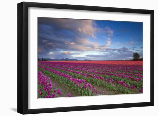 The Tulips Of The Skagit Valley Are In Full Bloom During An Amazing Spring Sunset-Jay Goodrich-Framed Photographic Print