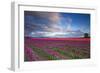 The Tulips Of The Skagit Valley Are In Full Bloom During An Amazing Spring Sunset-Jay Goodrich-Framed Photographic Print