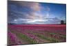 The Tulips Of The Skagit Valley Are In Full Bloom During An Amazing Spring Sunset-Jay Goodrich-Mounted Photographic Print