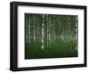 The tunnel-Christian Lindsten-Framed Photographic Print