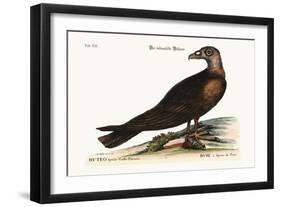 The Turkey Buzzard, 1749-73-Mark Catesby-Framed Giclee Print