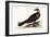 The Turkey Buzzard, 1749-73-Mark Catesby-Framed Giclee Print