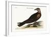 The Turkey Buzzard, 1749-73-Mark Catesby-Framed Giclee Print