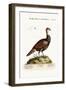 The Turkey-Pheasant, a Mixed Species, 1749-73-George Edwards-Framed Giclee Print