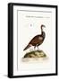 The Turkey-Pheasant, a Mixed Species, 1749-73-George Edwards-Framed Giclee Print