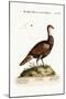 The Turkey-Pheasant, a Mixed Species, 1749-73-George Edwards-Mounted Giclee Print