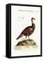 The Turkey-Pheasant, a Mixed Species, 1749-73-George Edwards-Framed Stretched Canvas