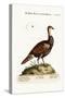 The Turkey-Pheasant, a Mixed Species, 1749-73-George Edwards-Stretched Canvas