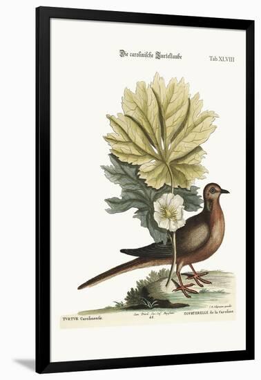 The Turtle of Carolina, 1749-73-Mark Catesby-Framed Giclee Print