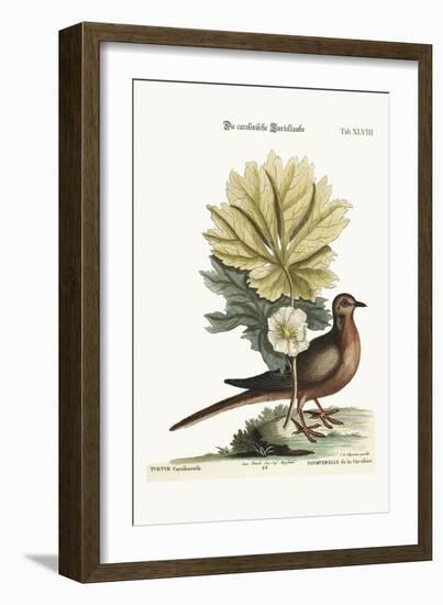 The Turtle of Carolina, 1749-73-Mark Catesby-Framed Giclee Print