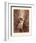 The Two Goats-Gustave Dore-Framed Premium Giclee Print