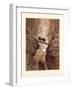 The Two Goats-Gustave Dore-Framed Giclee Print