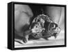 The Two Headed Turtle Named Super Diamond-Andreas Feininger-Framed Stretched Canvas