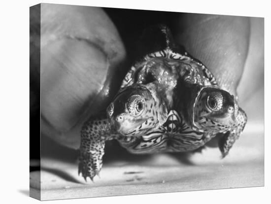 The Two Headed Turtle Named Super Diamond-Andreas Feininger-Stretched Canvas