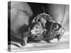 The Two Headed Turtle Named Super Diamond-Andreas Feininger-Stretched Canvas