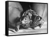 The Two Headed Turtle Named Super Diamond-Andreas Feininger-Framed Stretched Canvas