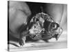 The Two Headed Turtle Named Super Diamond-Andreas Feininger-Stretched Canvas