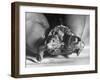 The Two Headed Turtle Named Super Diamond-Andreas Feininger-Framed Photographic Print