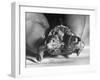 The Two Headed Turtle Named Super Diamond-Andreas Feininger-Framed Photographic Print