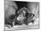 The Two Headed Turtle Named Super Diamond-Andreas Feininger-Mounted Photographic Print