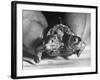 The Two Headed Turtle Named Super Diamond-Andreas Feininger-Framed Photographic Print