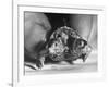 The Two Headed Turtle Named Super Diamond-Andreas Feininger-Framed Photographic Print